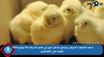 سعر الكتكوت الأبيض يتراجع بشكل كبير في مصر الأربعاء 30 يوليو 2025.. تعرف على التفاصيل